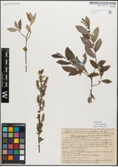 Foto von Salix myrsinifolia Salisb.